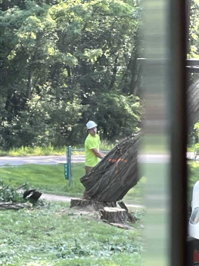 A worker standing next to a large cut tree trunk and stump after removal by Upper Cut Tree Service, LLC in Williamston, MI