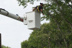 A worker in a bucket lift trimming tree branches, performing tree service for Beaver Stump and Tree Service in Antioch, TN