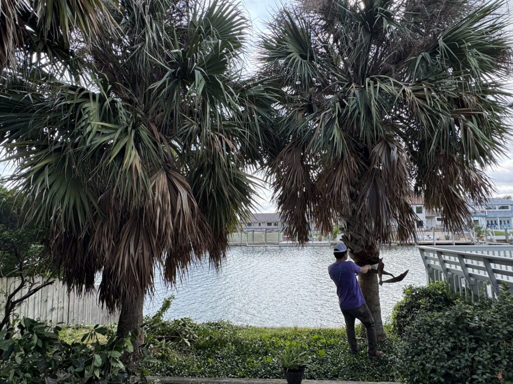 A worker trimming dead fronds from a palm tree next to a body of water by JRs PALM TREE SERV. in Corpus Christi, TX.