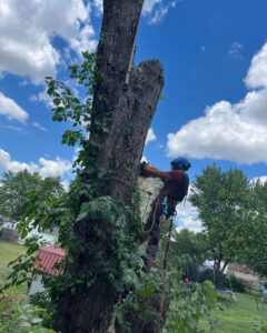 A tree service worker secured with ropes trimming branches from an ivy-covered tree for El tree service in Columbus, OH.