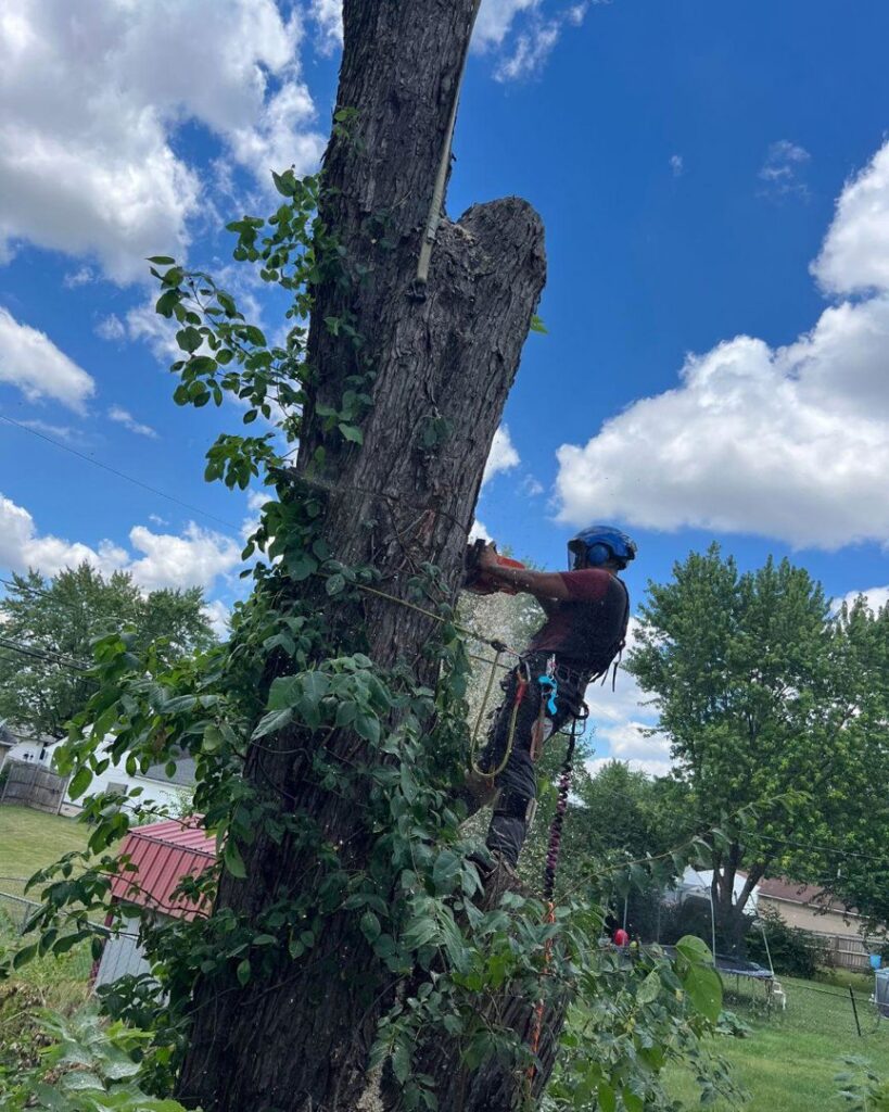 A tree service worker secured with ropes trimming branches from an ivy-covered tree for El tree service in Columbus, OH.