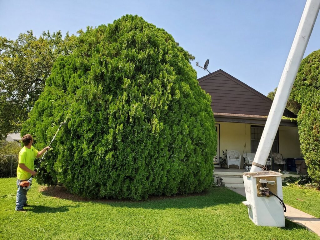 A worker from Arbor Med Tree Service trimming a large, dense bush with a long-reach trimmer in Wichita, KS.