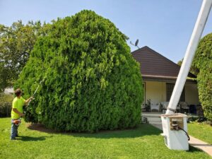 A worker from Arbor Med Tree Service trimming a large, dense bush with a long-reach trimmer in Wichita, KS.