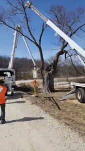 A worker in a bucket truck trimming a large, bare tree as part of services by Southern Accent Tree Service in West Des Moines, IA.