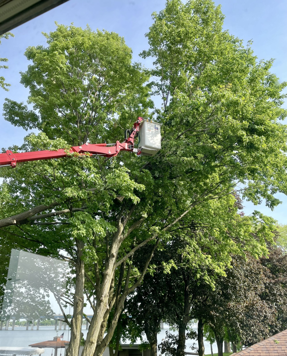 A worker in a red boom lift trimming a large green tree for Dan's Tree Service, Inc. in New Berlin, WI.