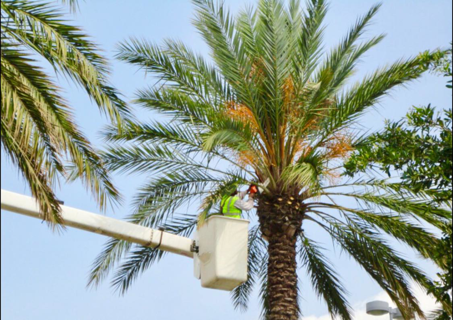 A worker in a bucket lift trimming a palm tree, performing tree service for Florida Tree Cutters in Fort Lauderdale, FL