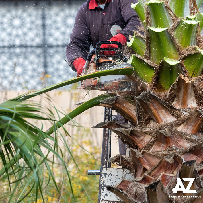 A worker in a lift bucket using a chainsaw to trim palm fronds for Arizona Yard Maintenance in Apache Junction, AZ.