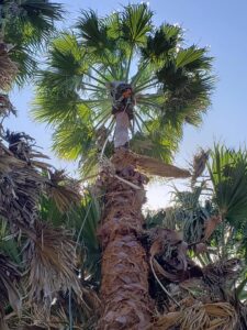 A tree service worker high in a palm tree, performing trimming services for Dry Leaf Tree Service LLC in Sacramento, CA.