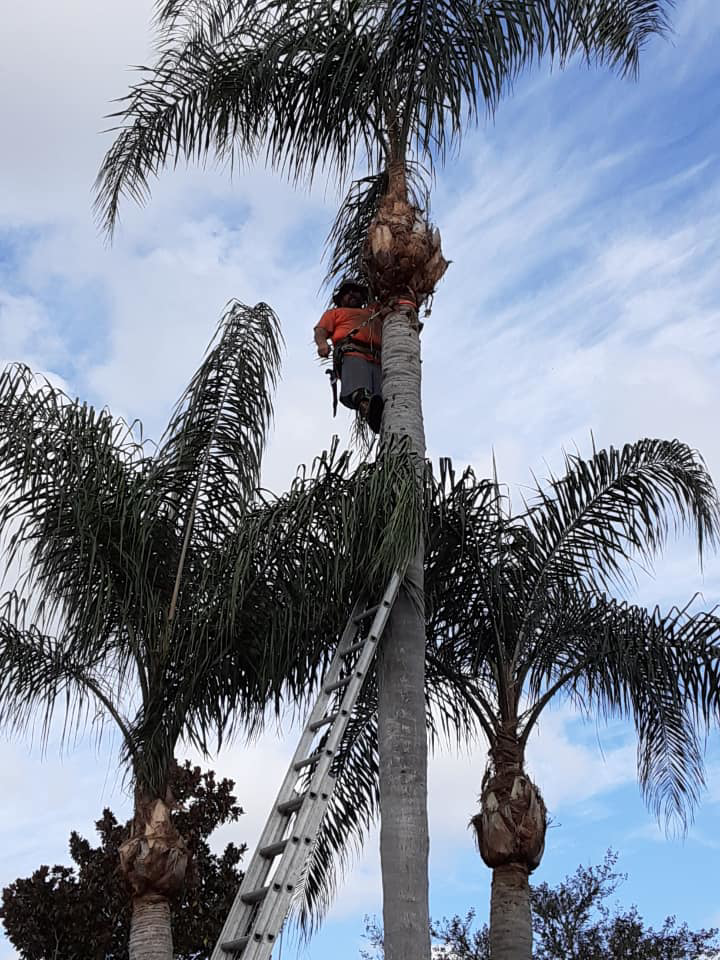 A worker on a ladder trimming fronds from a tall palm tree for D&W Affordable Tree Service in Jacksonville, FL.