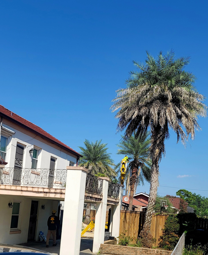 A worker in a yellow lift trimming a palm tree near a house by Quality Tree Service, L.L.C in Kenner, LA.