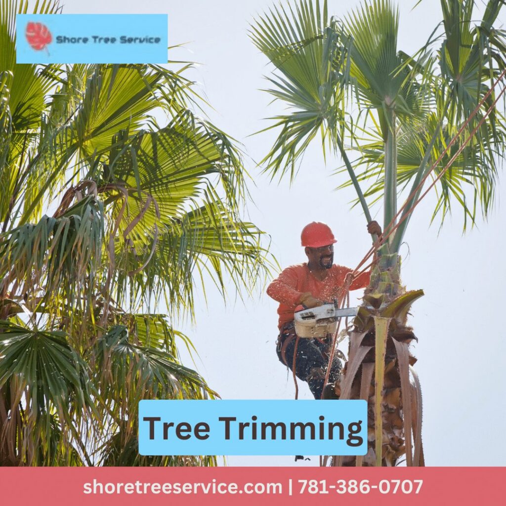 A tree service worker climbing and trimming a palm tree with a chainsaw for Shore Tree Service in Quincy, MA.