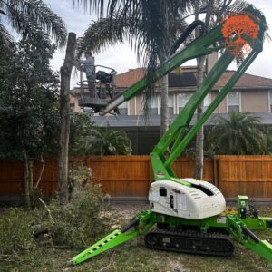 A tree service worker in a green spider lift trimming a palm tree for Royal Oak Tree Services in Jacksonville, FL.