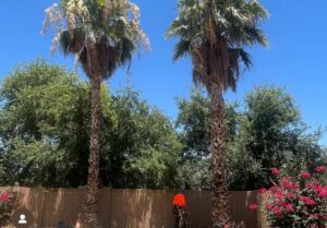 A worker in safety gear performing trimming services on tall palm trees for EverBloom Landscape in Phoenix, AZ.