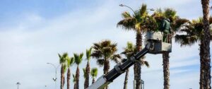 A worker trimming palm trees from a bucket lift for Tim's Tree Service in Cape Coral, FL