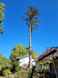 A worker high up in a tall evergreen tree, performing trimming or removal services for Tree Keepers LLC in Littleton, CO.