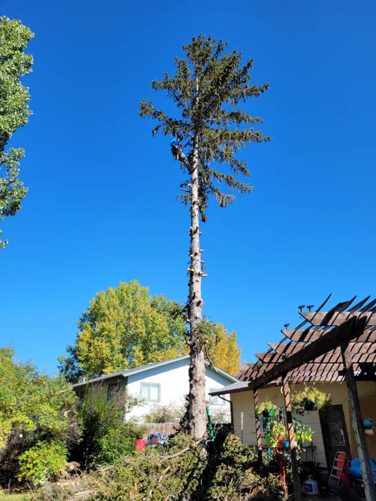 A worker high up in a tall evergreen tree, performing trimming or removal services for Tree Keepers LLC in Littleton, CO.
