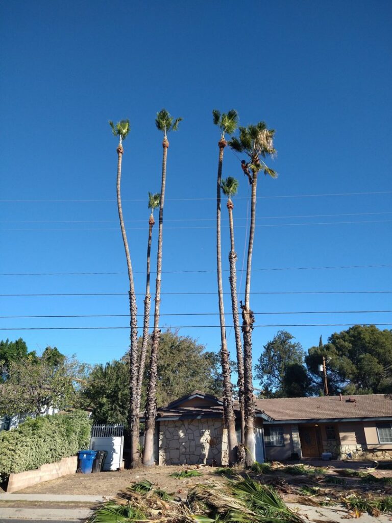A worker high up trimming a tall palm tree, with other trimmed palms and power lines visible, by Tree Trimming 4 Less in Los Angeles, CA.