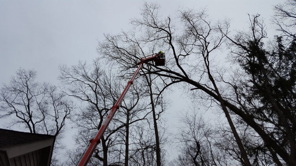 A tree service worker in a bucket lift trimming branches from a tall tree, provided by Arbor Solutions Tree Service in Ann Arbor, MI.