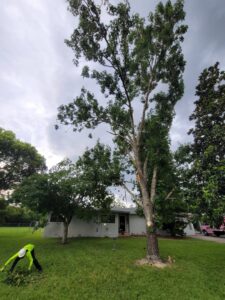 A skilled worker in safety gear actively trimming tree branches in a residential yard for Timber Trimmers Tree Services in Orlando, FL.