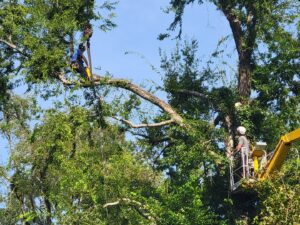 A worker in a bucket lift trimming branches from a large tree for Miller's Tree Service in Tallahassee, FL.