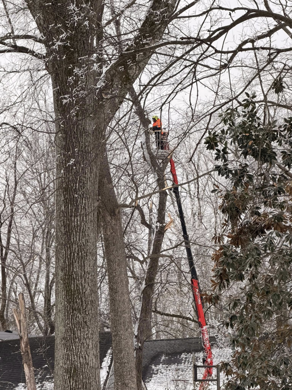 A worker in a bucket lift trimming branches from a large tree, showing tree service work by Souza & Son's Tree Service in Jacksonville, FL.
