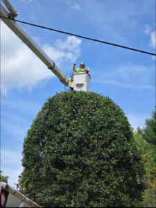 A Malec Tree Service worker safely trimming a tall tree from a bucket lift in Harrisville, RI