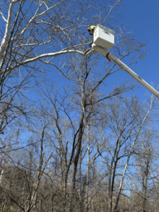 An Ox Tree worker in a bucket truck performing tree trimming services in Birmingham, AL.