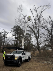 A worker trimming tree branches from a bucket truck for Risk Tree Service in Kenner, LA.