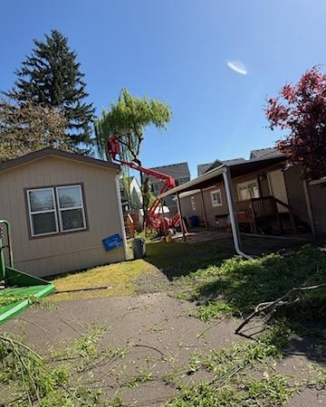 A TRG Tree Service worker in a lift bucket actively trimming a weeping willow tree in Beaverton, OR.