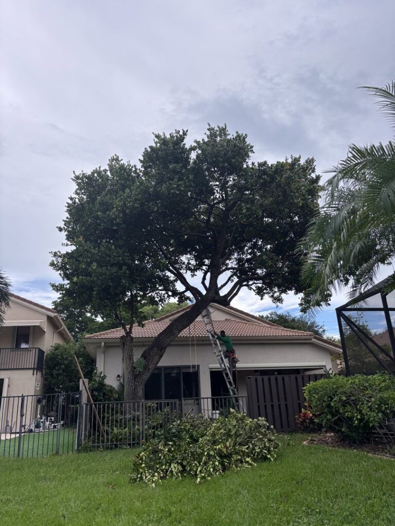 A worker on a ladder trimming a large tree overhanging a house, performed by Florida Tree Cutters in Fort Lauderdale, FL