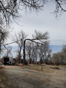 A skilled worker trimming a large tree from a bucket truck, provided by Riverdale Tree Services in Northglenn, CO.