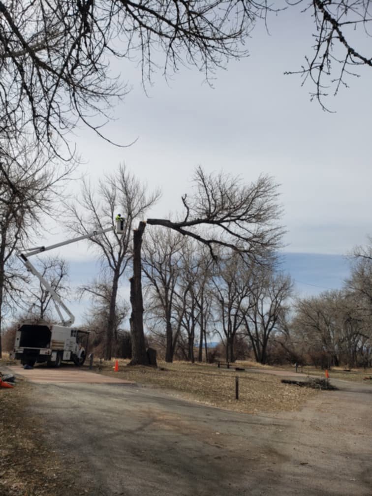 A skilled worker trimming a large tree from a bucket truck, provided by Riverdale Tree Services in Northglenn, CO.