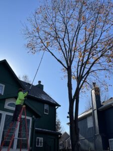 A tree service worker on a ladder using a pole saw to trim branches from a tall tree for Affordable Treefellers in Shawnee, KS.