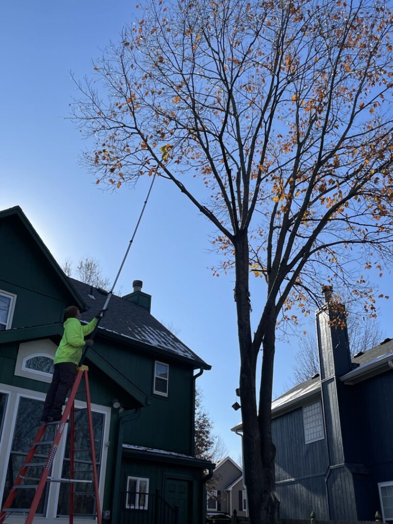 A tree service worker on a ladder using a pole saw to trim branches from a tall tree for Affordable Treefellers in Shawnee, KS.