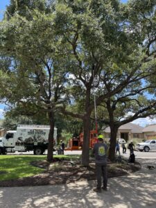 A worker trimming tree branches with a pole saw for S.A. Total Tree Service in San Antonio, TX