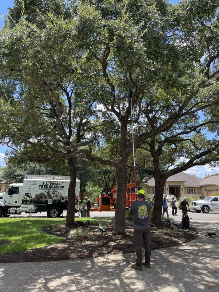 A worker trimming tree branches with a pole saw for S.A. Total Tree Service in San Antonio, TX