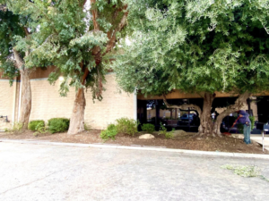 A worker from Miguel Gonzales Tree Services trimming trees and clearing debris in Los Angeles, CA