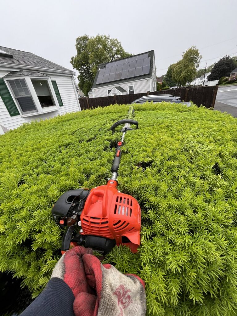 A worker using a hedge trimmer to shape a tall shrub for NN Landscaping, Construction & Tree Service in Lynn, MA.
