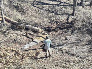 A worker with a chainsaw clearing land and removing trees for HCR, Inc. in Boerne, TX.