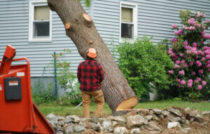 A tree service worker standing next to a large cut tree trunk with a wood chipper nearby for Shore Tree Service in Quincy, MA.