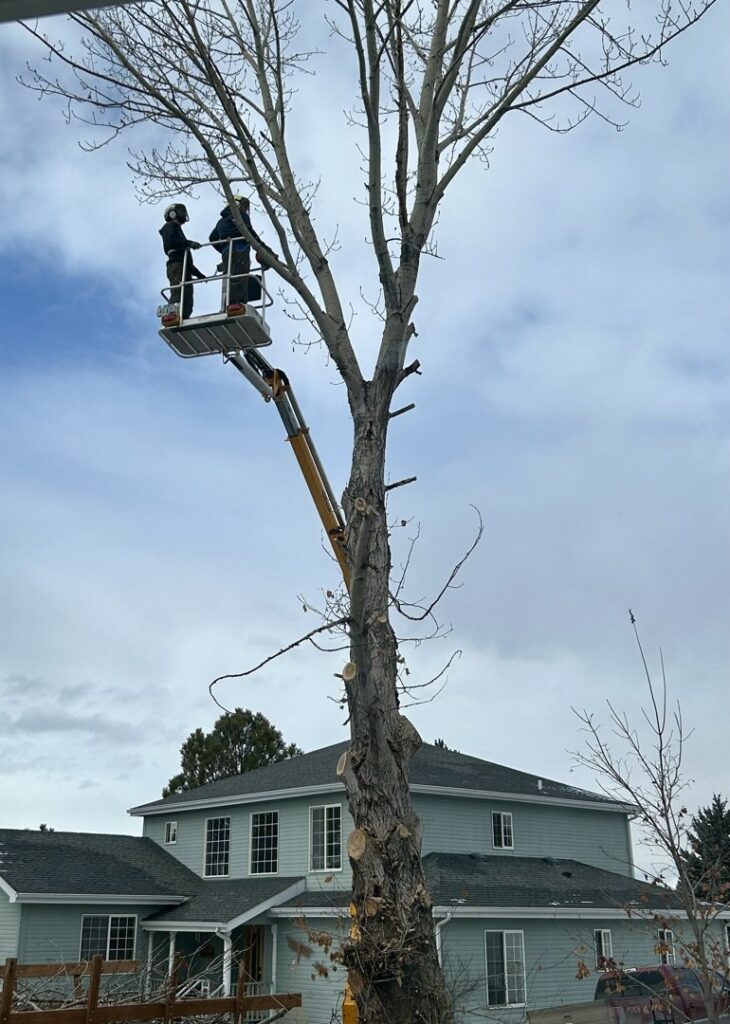 Two workers in a boom lift basket performing tree trimming for PJ's Tree Service in Missoula, MT.