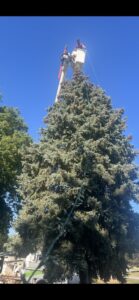 Two tree service workers in a bucket truck trimming a large evergreen tree by A to Z Trees and More LLC in Omaha, NE.