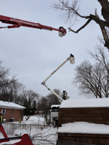 Workers in bucket trucks performing tree trimming services for J's Tree Trimming and Removal, Inc. in Ann Arbor, MI.