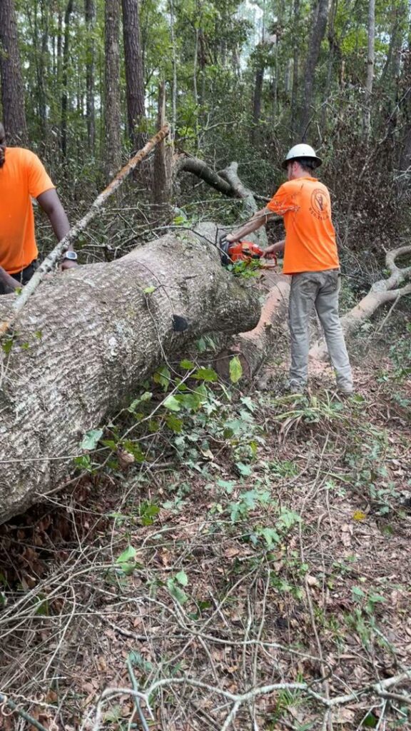Two workers using chainsaws to cut a large fallen tree trunk in a wooded area for Tates Tree Service in Shalimar, FL.