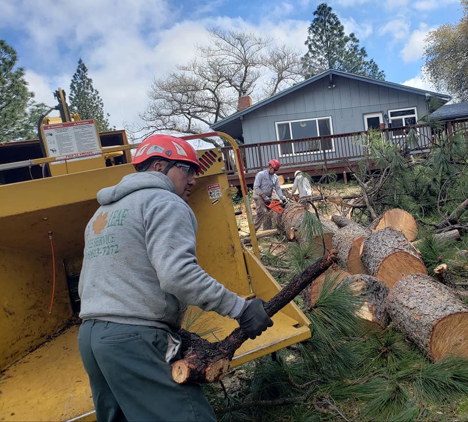 Dry Leaf Tree Service LLC workers chipping branches and cutting logs during a tree removal job in Sacramento, CA.