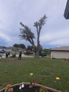 Workers cleaning up branches and debris after tree pruning by Tim's Tree Service in Cape Coral, FL