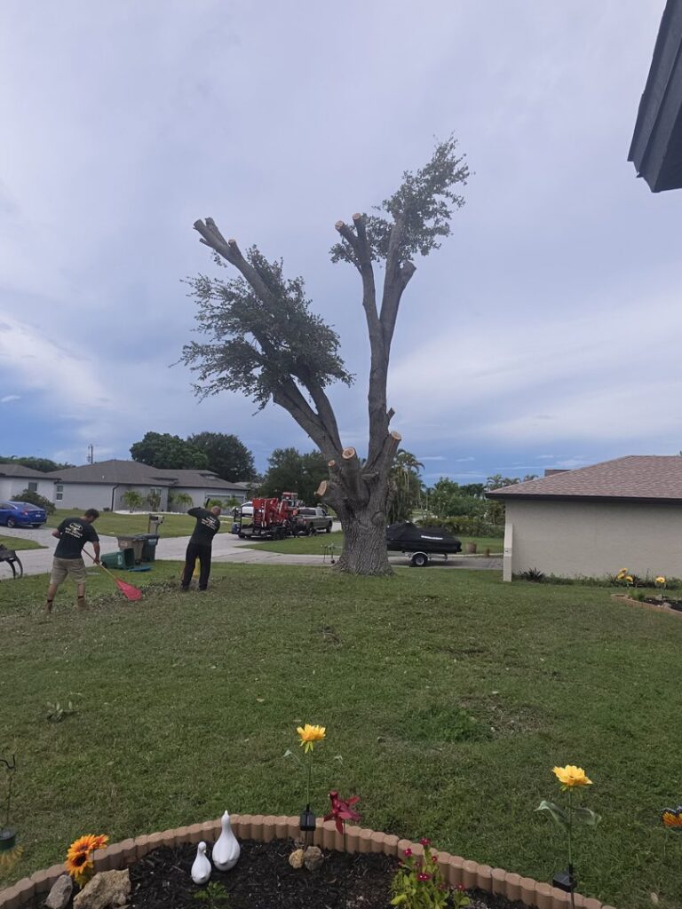 Workers cleaning up branches and debris after tree pruning by Tim's Tree Service in Cape Coral, FL