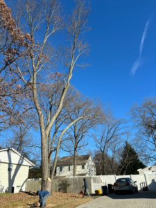 Workers cleaning up debris after a tree removal service by TALL TREE Service in Severna Park, MD.