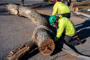 Two workers cutting a large fallen tree trunk with chainsaws for All Wood's Tree Service in Ogden, UT.