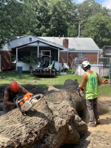 Two workers using chainsaws to cut a large fallen tree trunk into pieces for Treetop's Tree Service in Chesapeake, VA.